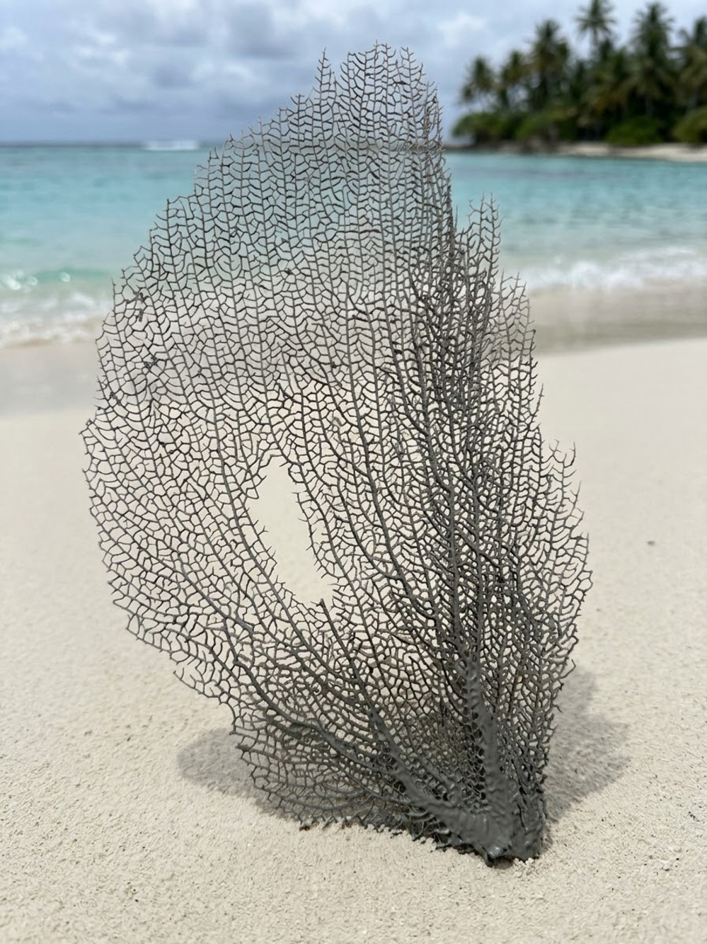 Pale Blue Natural Sea Fan Coral Decor Tulum Mexico 9x6